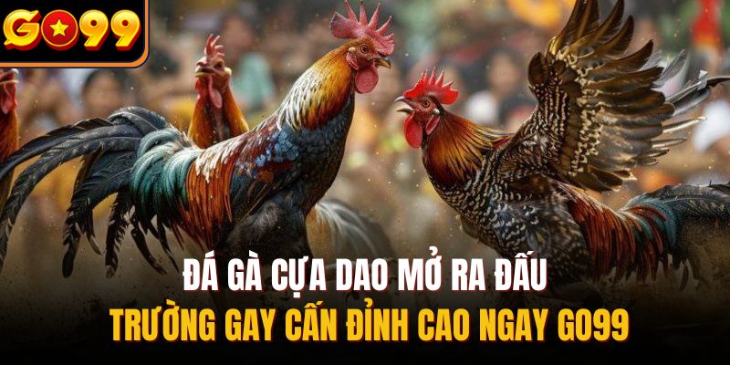đá gà cựa dao