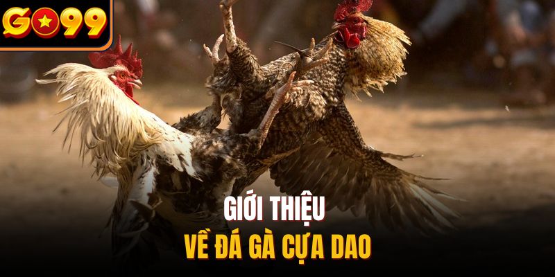 Giới thiệu về đá gà cựa dao