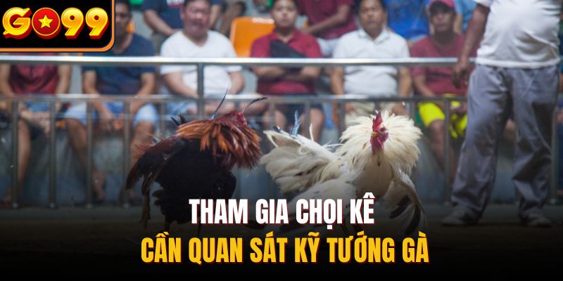 Tham gia chọi kê cần quan sát kỹ tướng gà