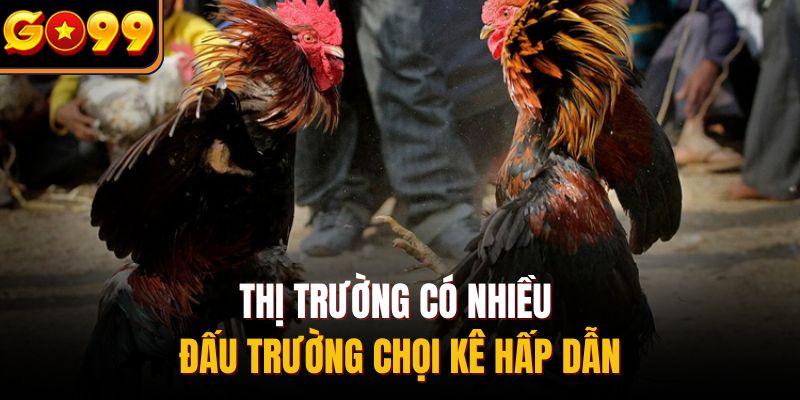 Thị trường có nhiều đấu trường chọi kê hấp dẫn