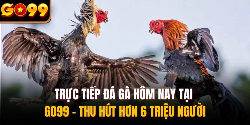 Trực tiếp đá gà hôm nay