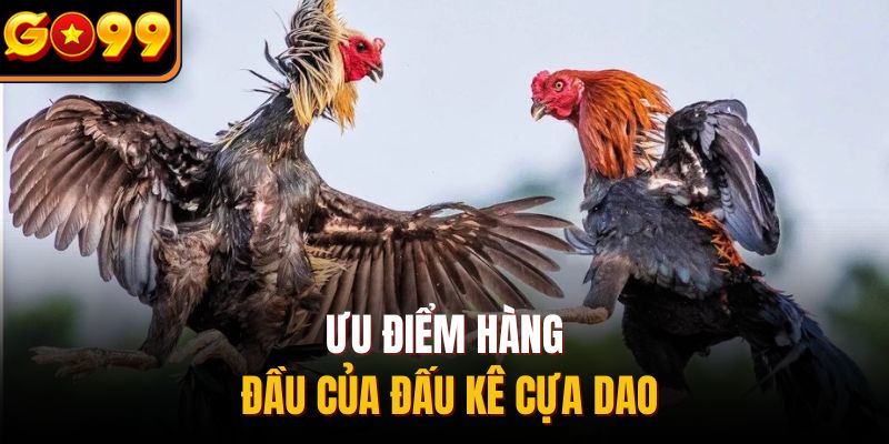 Ưu điểm hàng đầu của đấu kê cựa dao